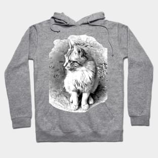 My lovely cat Hoodie